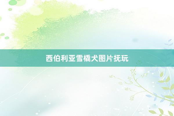 西伯利亚雪橇犬图片抚玩
